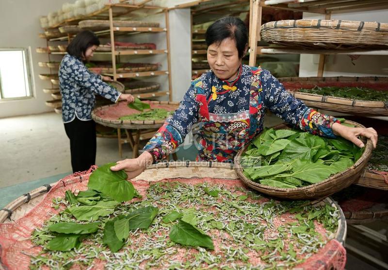 澳门最精准正最精准龙门蚕|精选解释解析落实